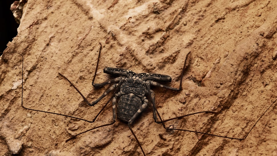 Scourge spider in the insect forest at Zurich Zoo.
