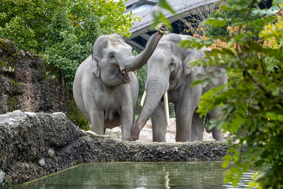 Foto: Zoo Zürich, Enzo Franchini Farha und Thai im Kaeng Krachan Elefantenpark.