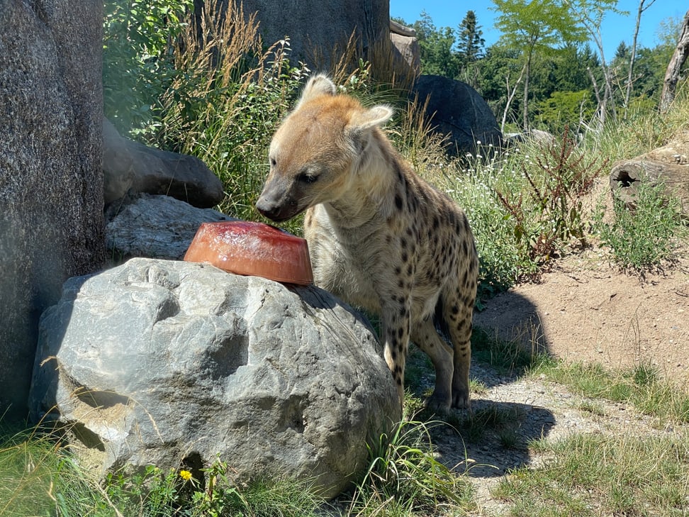 Tüpfelhyäne Tesi mit Futterglace in der Lewa Savanne des Zoo Zürich.