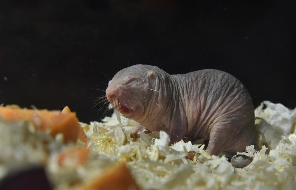 Foto: Zoo Zürich, Robert Zingg Nacktmull im Tierpark Berlin.