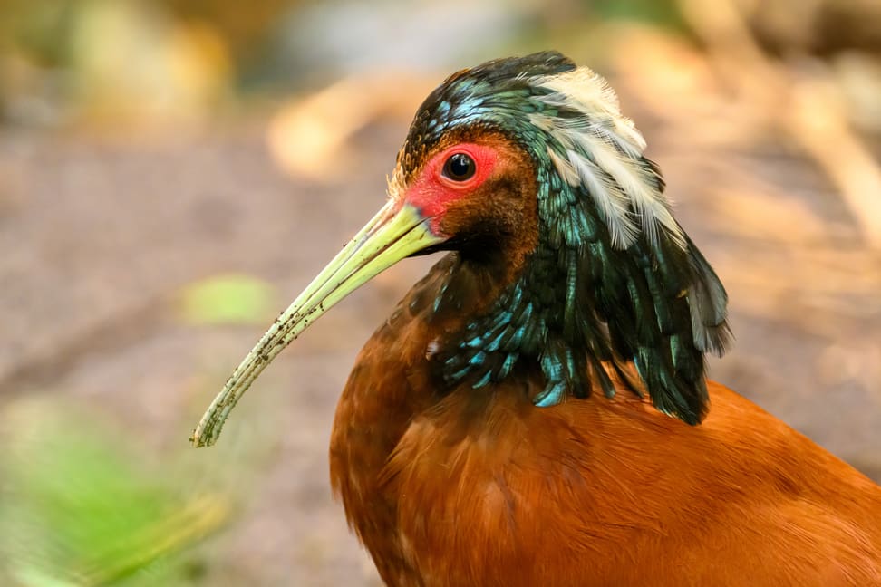Mähnenibis im Masoala Regenwald des Zoo Zürich.