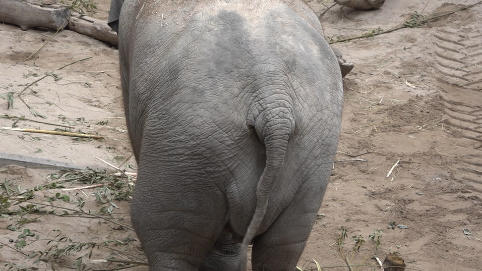 Omysha Bauch vor Geburt