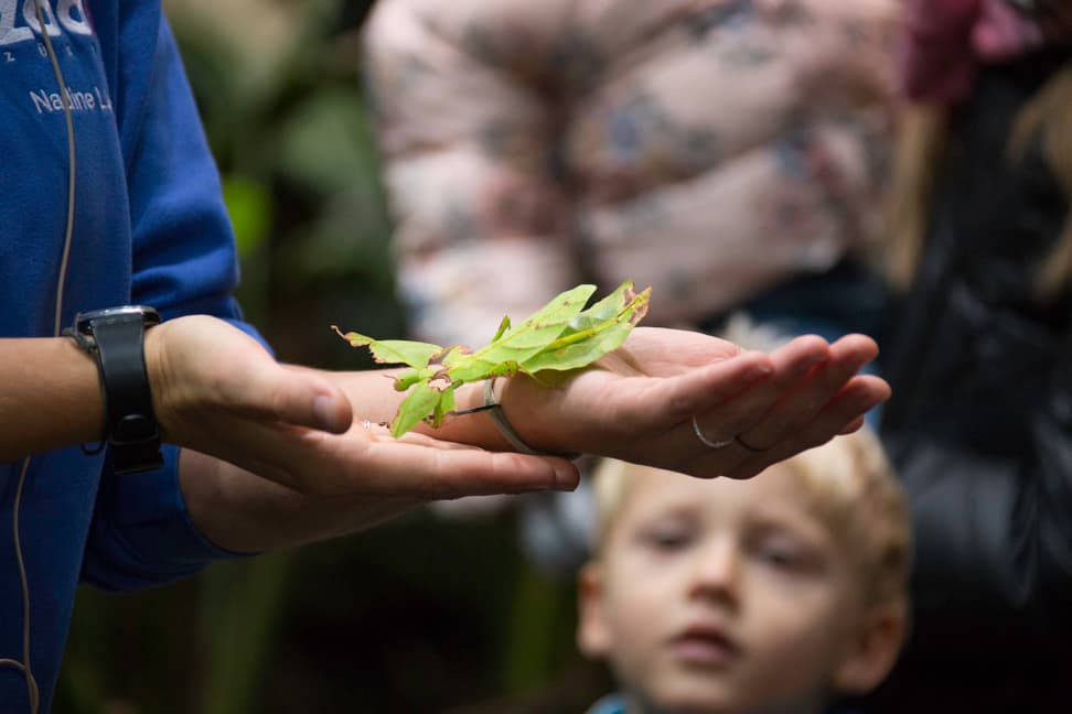 Wandelndes Blatt auf der Hand einer Tierpflegerin.