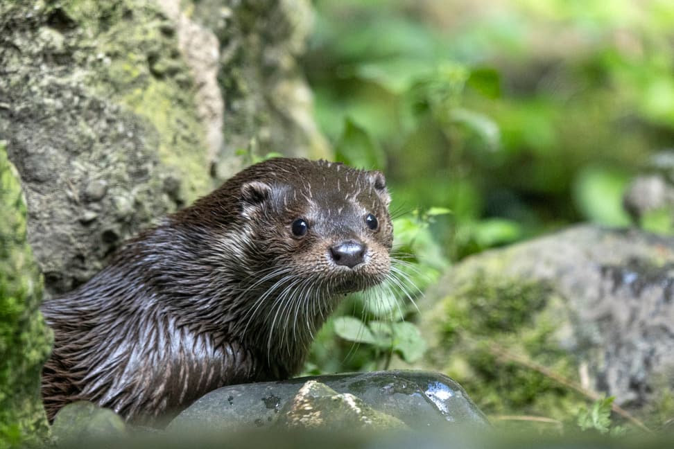 Europäischer Fischotter Cleo im Zoo Zürich.