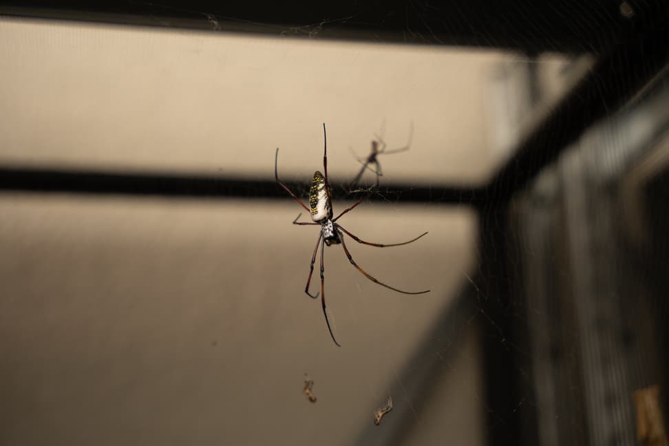 Madagaskar-Seidenspinne im Zoo Zürich.