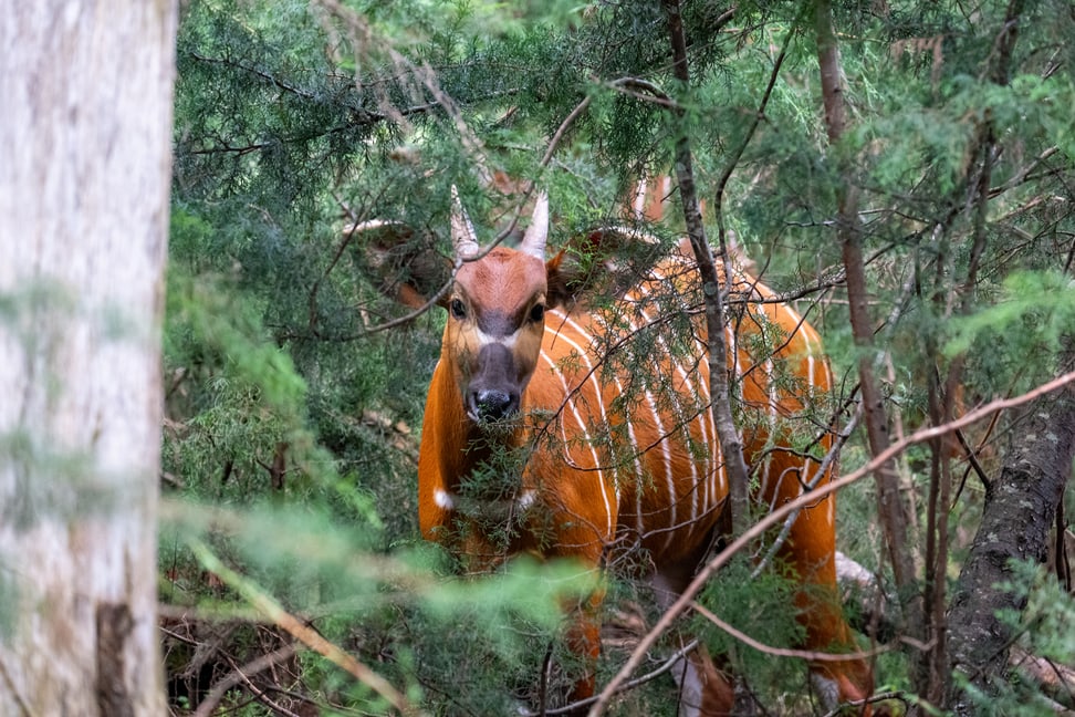 Bergbongo des Wiederansiedlungsprojekt MBRT in Kenia