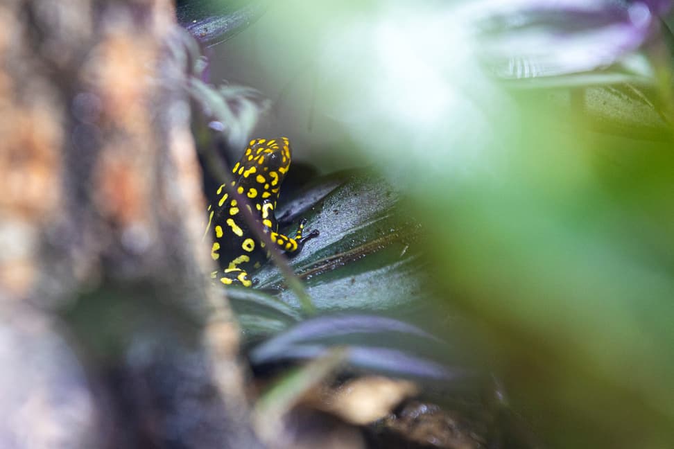 Foto: Zoo Zürich, Enzo Franchini Harlekin-Baumsteiger