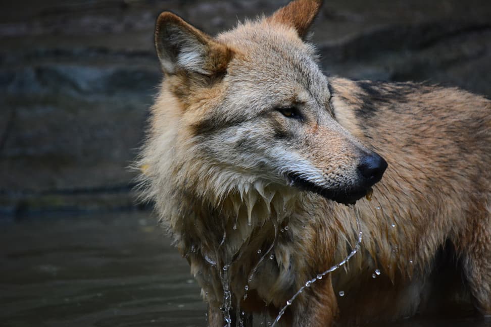 Mongolischer Wolf im Zoo Zürich.