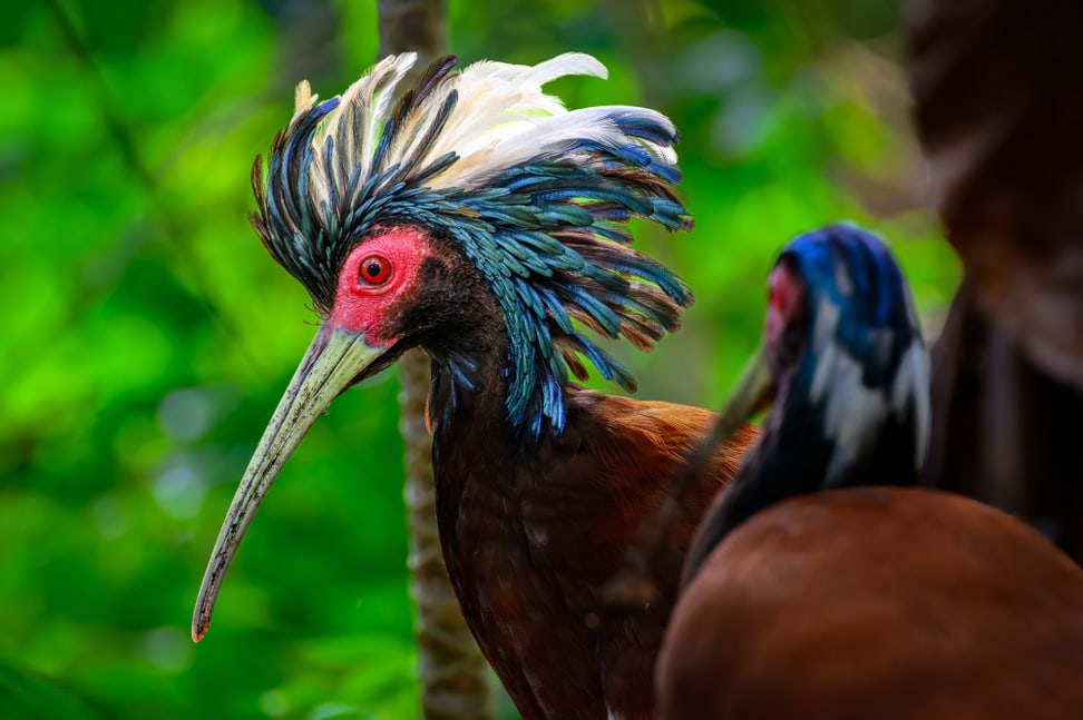 Mähnenibis im Masoala Regenwald des Zoo Zürich.