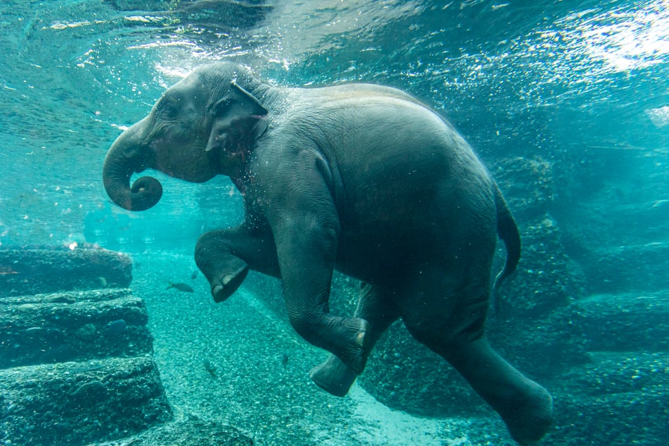 Asiatischer Elefant Ruwani beim Schwimmen im Kaeng Krachan Elefantenpark des Zoo Zürich.