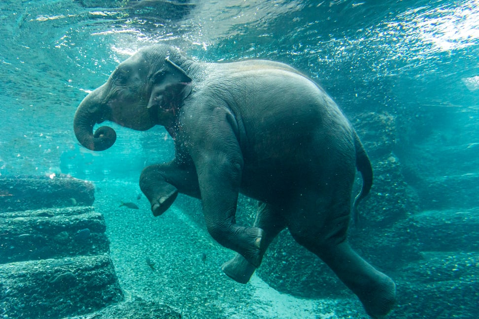 Foto: Zoo Zürich, Enzo Franchini Asiatischer Elefant Ruwani beim Schwimmen im Kaeng Krachan Elefantenpark des Zoo Zürich.