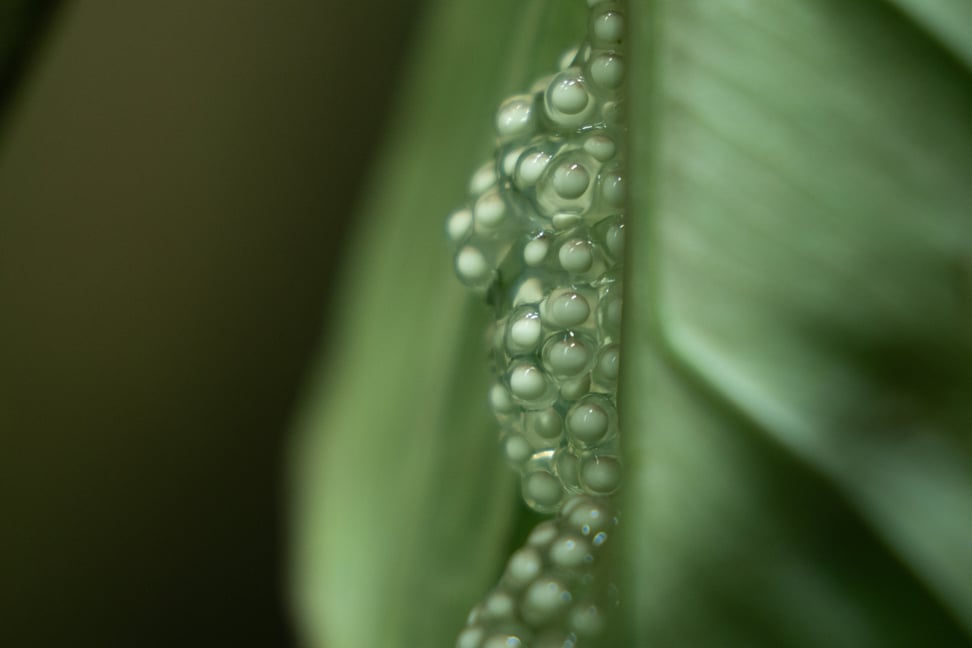 Laich des Orangeaugen-Laubfroschs in der Forschungsstation des Zoo Zürich.