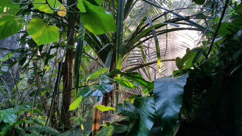 Foto: Zoo Zürich, Markus Barben Regen aus der Beregnungsanlage im Masoala Regenwald.