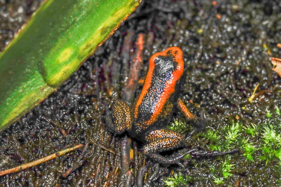 Foto: Zoo Zürich, Enzo Franchini Juveniler (nicht ausgewachsener) Goldener Pfeilgiftfrosch (Phyllobates terribilis).