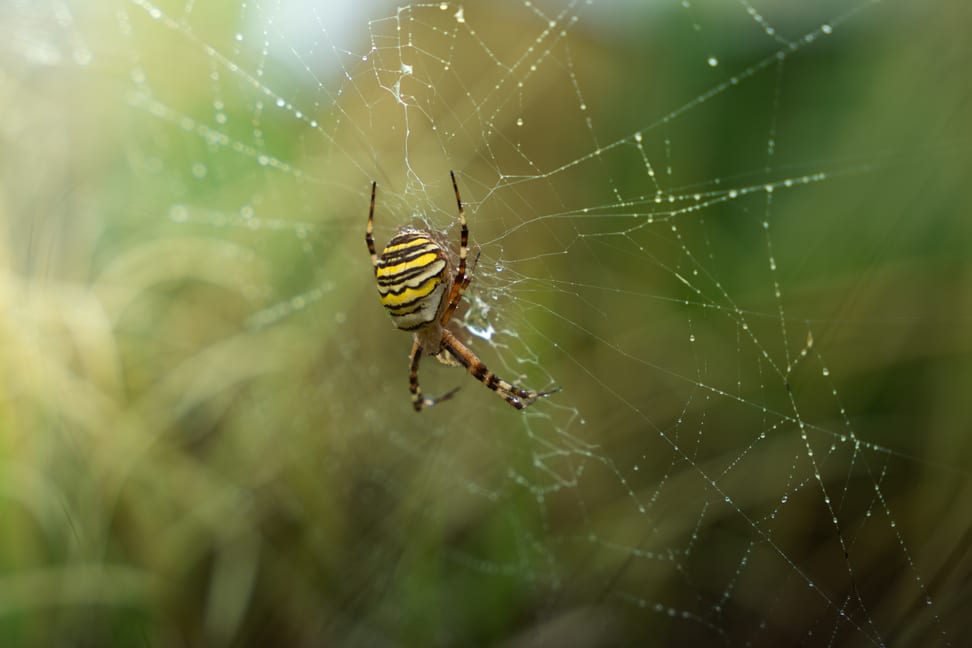 Wespenspinne im Zoo Zürich.