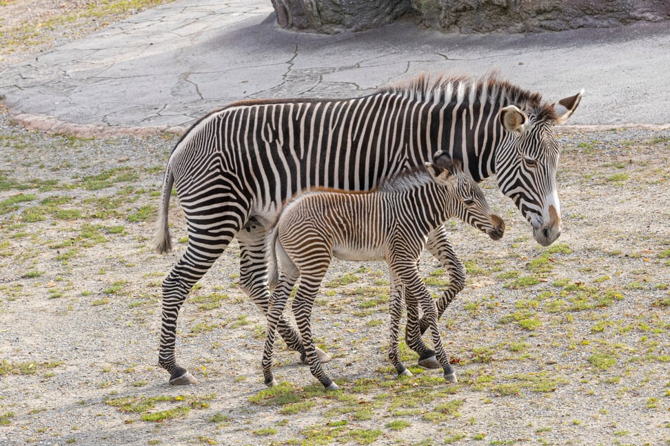 Grevyzebra mit Fohlen in der Lewa Savanne des Zoo Zürich.