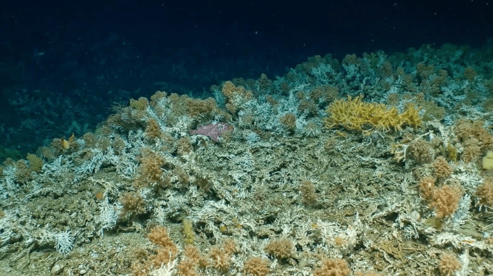 ©Woods Hole Oceanographic Institution 