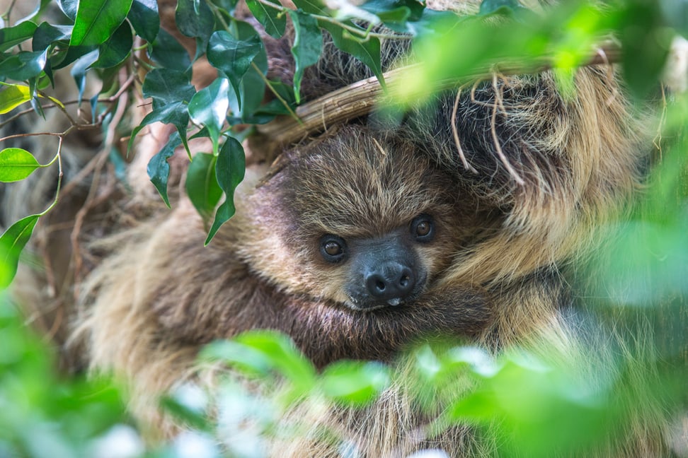 Zweifinger-Faultier im Zoo Zürich.