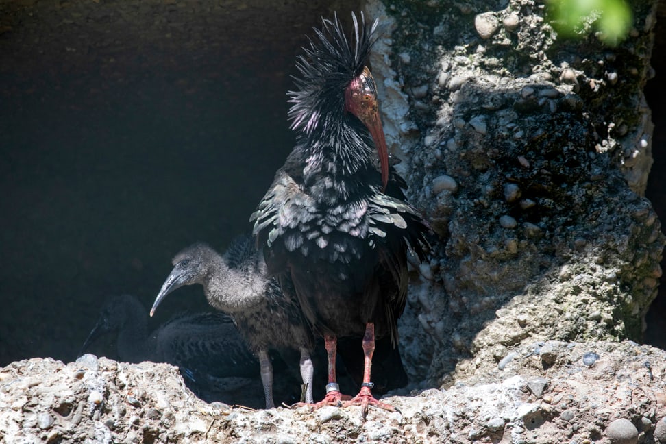 Foto: Zoo Zürich, Enzo Franchini Waldrapp mit Jungvogel im Zoo Zürich.