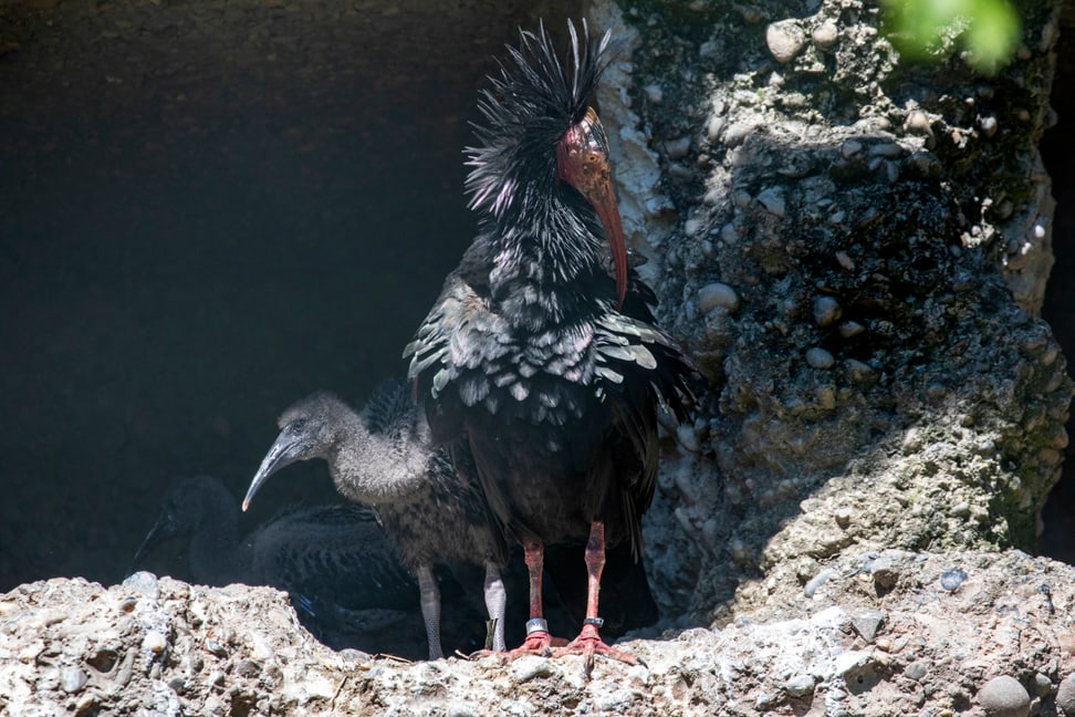 Waldrapp mit Jungvogel im Zoo Zürich.