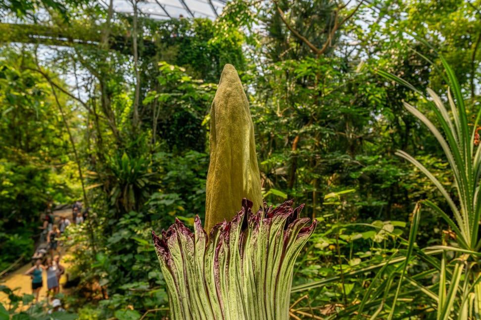 Blühende Titanwurz