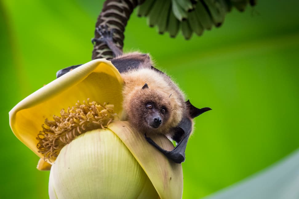 Flatterhaft erfolgreich | Zoo Zürich
