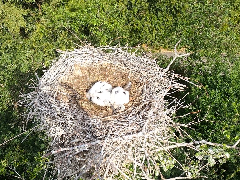 Das gerettete Storchen-Küken zurück bei seinen Geschwistern im Horst.