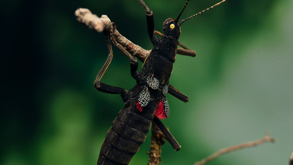 Black beauty stick insect in the insect forest at Zoo Zurich.