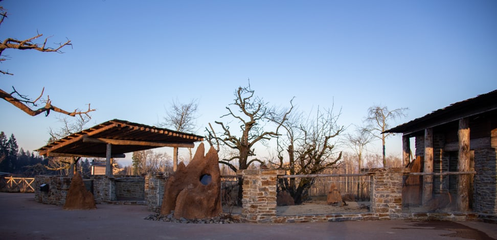 Foto: Zoo Zürich, Rita Schlegel Erdmännchenanlage in der Lewa Savanne, Stand Januar 2020.