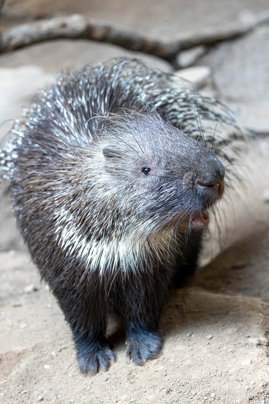 Ausgewachsenes Stachelschwein im Zoo Zürich.