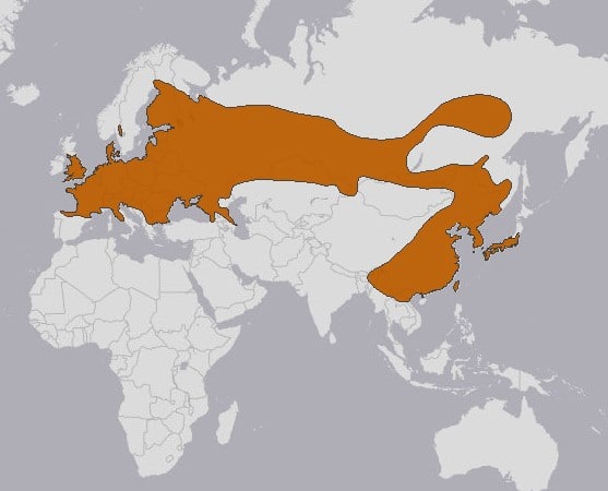 Verbreitungskarte Eurasische Zwergmaus