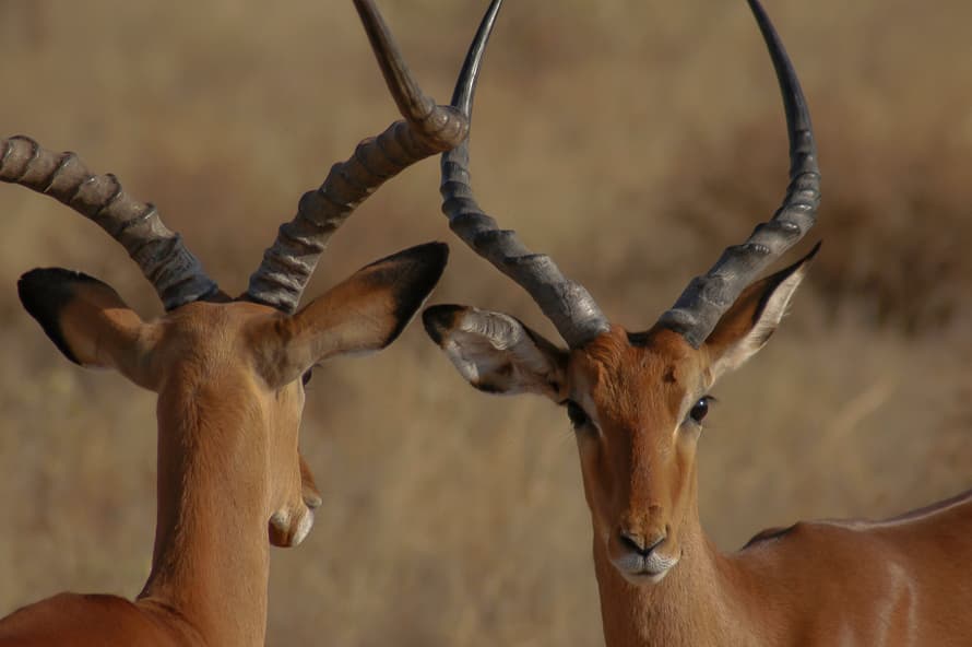 Impalas im Lewa Wildlife Conservancy in Kenia.