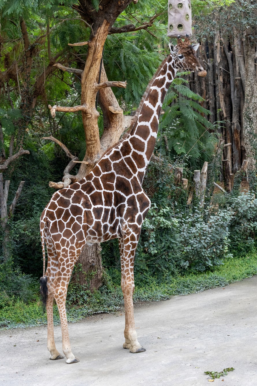 Netzgiraffenbulle Obi im Giraffenhaus der Lewa Savanne des Zoo Zürich.