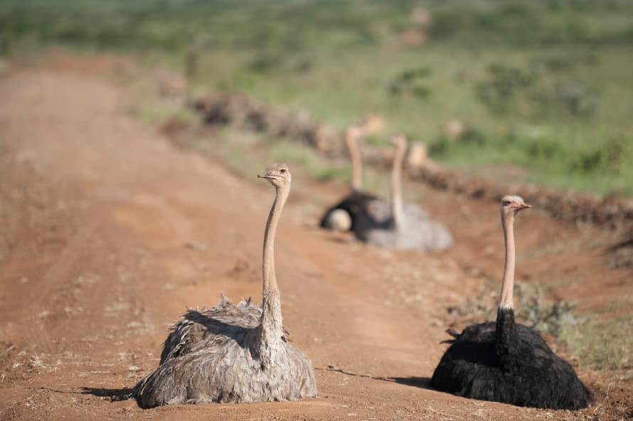 Vogel Strausse im Lewa Wildlife Conservancy in Kenia.
