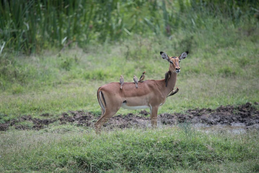 Impala mit Madenhackern im Lewa Wildlife Conservancy in Kenia.