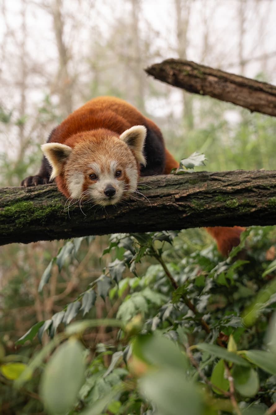 Kleiner Panda im Zoo Zürich.