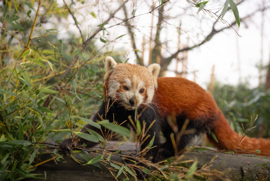 Kleiner Panda im Zoo Zürich.