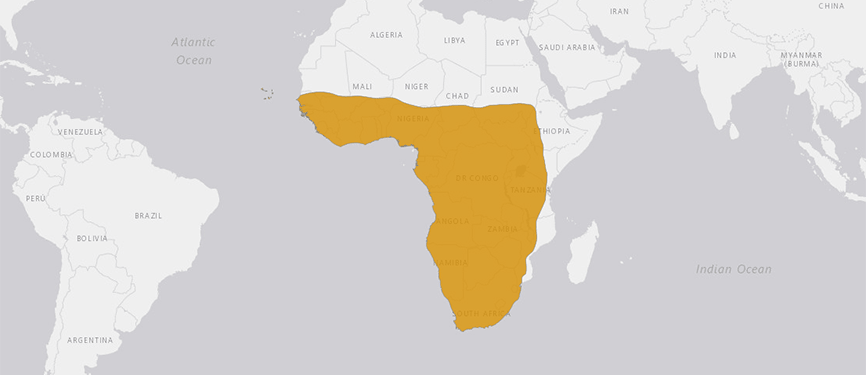 Verbreitungskarte Afrikanische Seidenspinne Verbreitungskarte Afrikanische Seidenspinne
