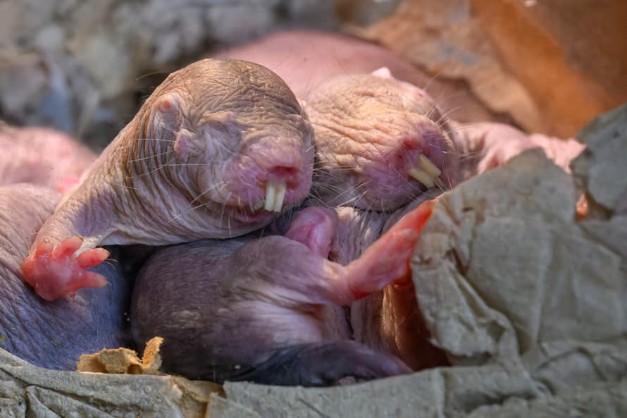 Nacktmulle in der Gemeinschaftskammer im Zoo Zürich.