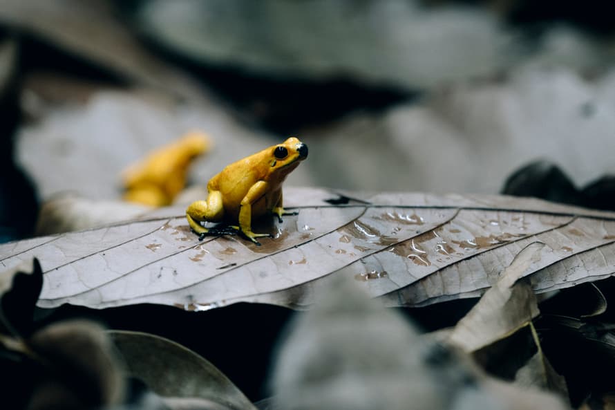 Goldener Pfeilgiftfrosch in der Forschungsstation des Zoo Zürich.