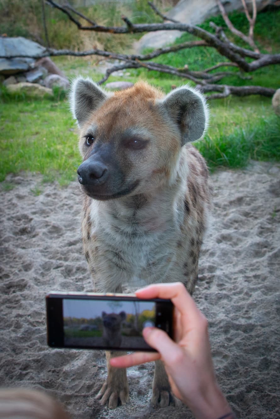 Tüpfelhyäne Tesi in der Lewa Savanne des Zoo Zürich.