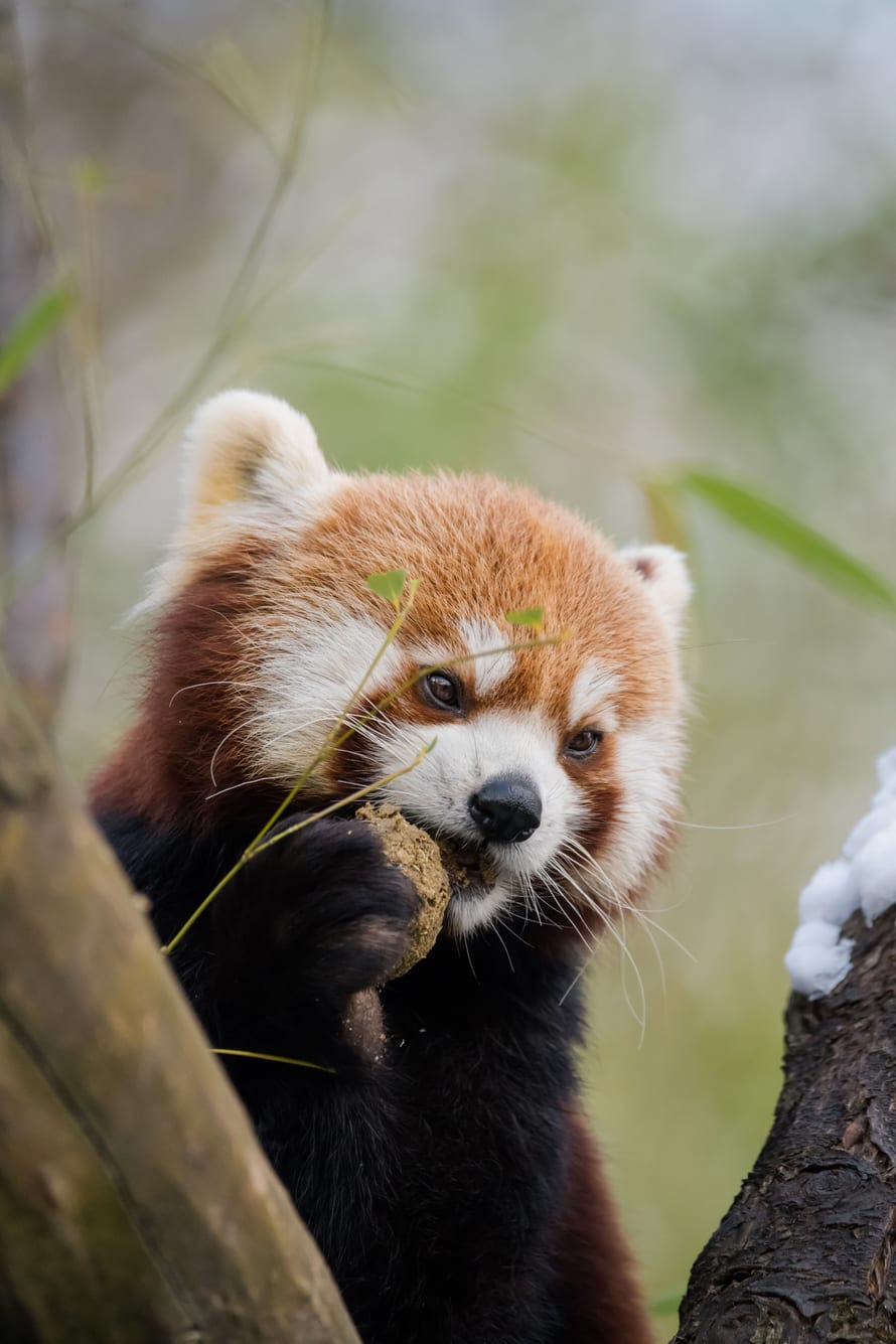 Kleiner Panda im Zoo Zürich.