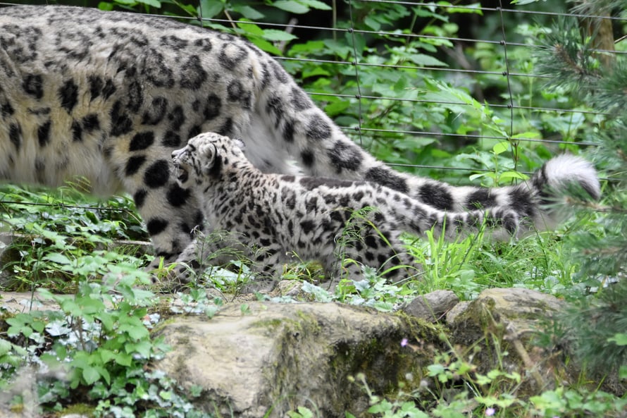 Foto: Zoo Zürich, Monika Bader Schneeleoparde-Jungtier im Zoo Zürich.