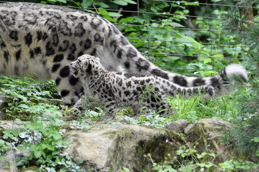 Schneeleoparde-Jungtier im Zoo Zürich.