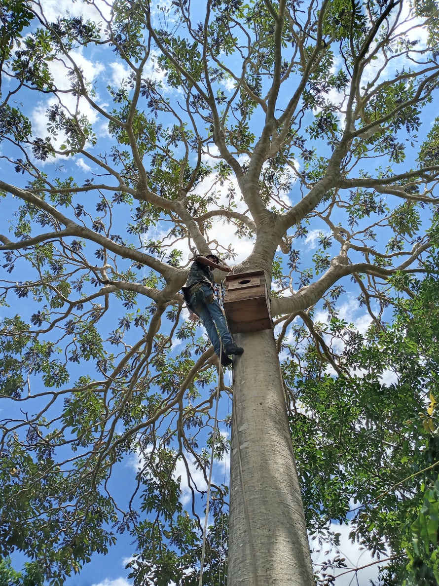 Work on a nesting box for Hyacinth macaws in Brazil; Instituto Arara Azul; in cooperation with WCS Brazil.
