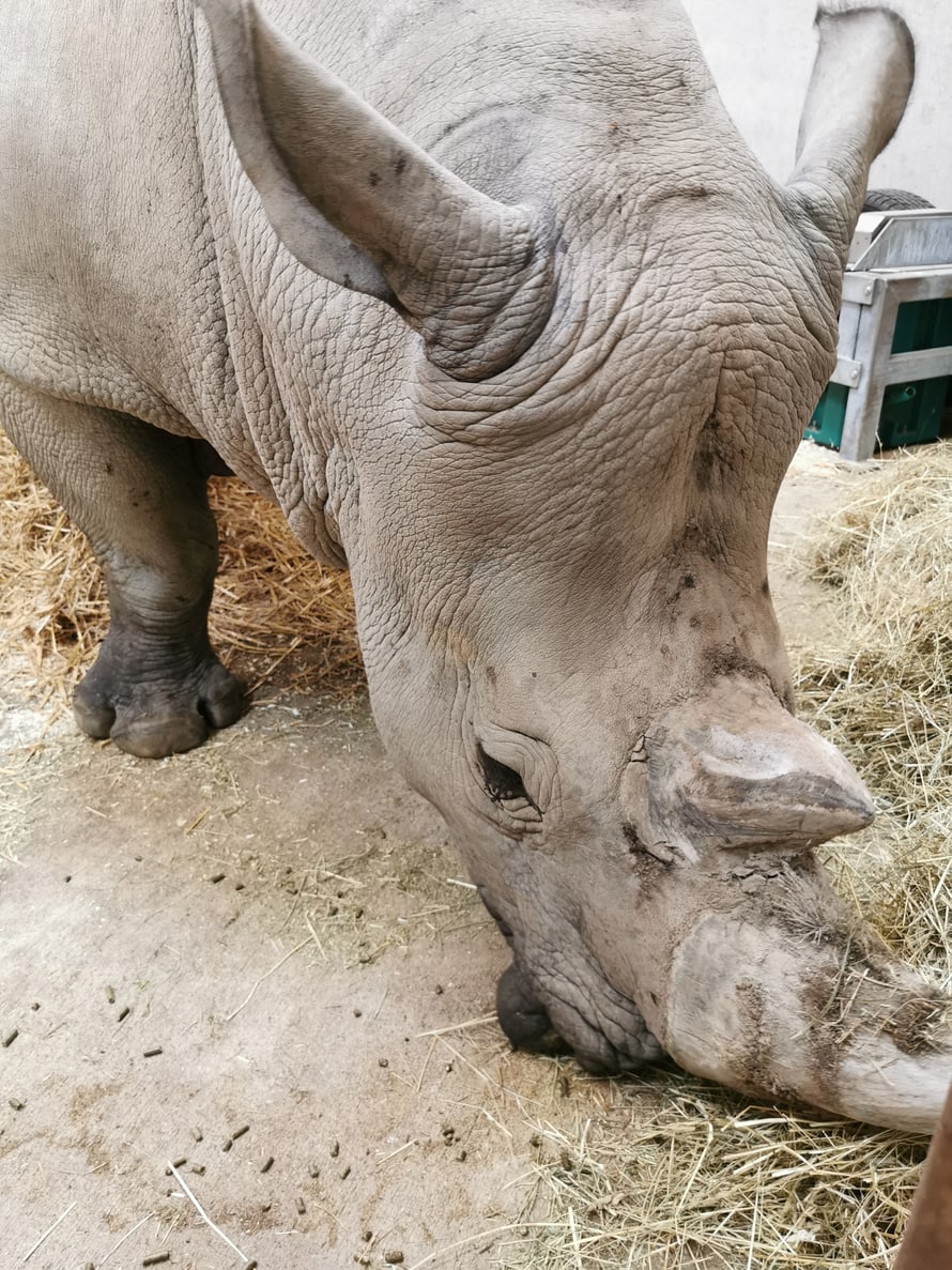 Breitmaulnashornbulle Kimba in der Quarantänebox.