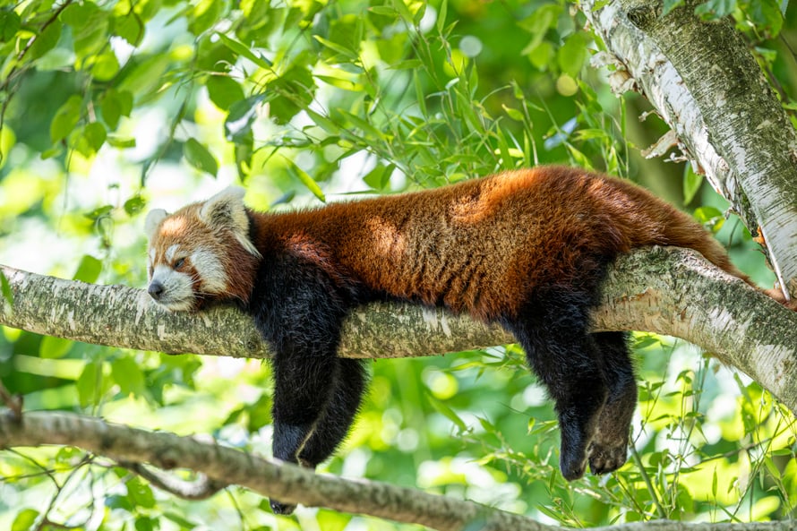 Kleiner Panda im Zoo Zürich.