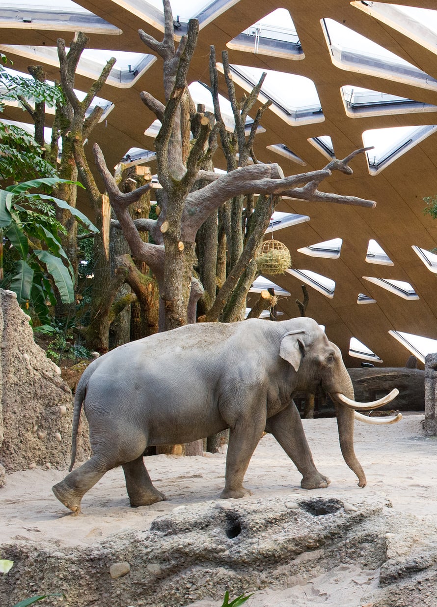 Foto: Zoo Zürich, Jean-Luc Grossmann Asiatischer Elefant Maxi im Kaeng Krachan Elefantenpark des Zoo Zürich.