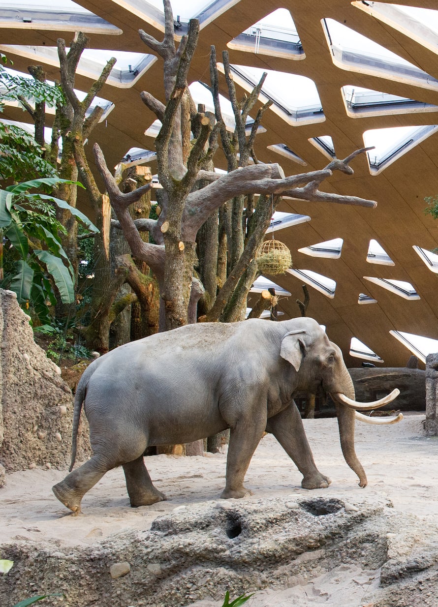 Asiatischer Elefant Maxi im Kaeng Krachan Elefantenpark des Zoo Zürich.