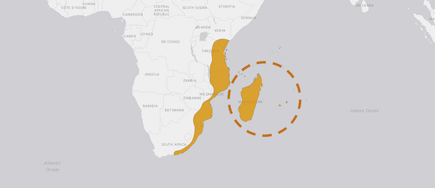 Verbreitungskarte Madagaskar-Seidenspinne